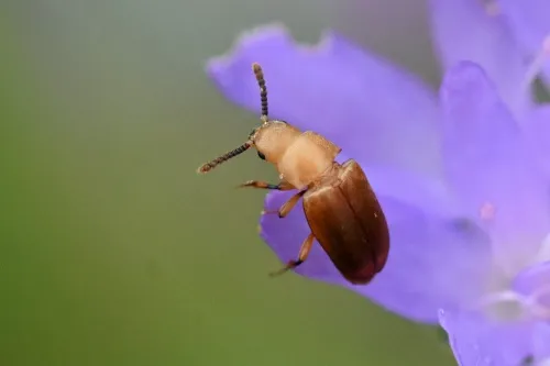 Antherophagus pallens - photo 7