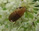 Antherophagus pallidivestis