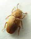 Antherophagus pallidivestis - photo 2