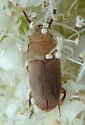 Antherophagus pallidivestis - photo 4