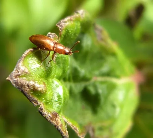 Antherophagus similis
