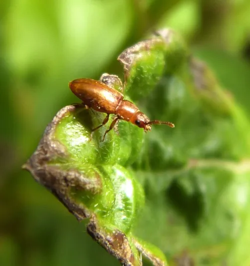 Antherophagus similis - photo 2