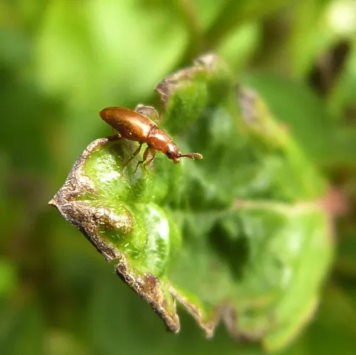 Antherophagus similis - photo 3
