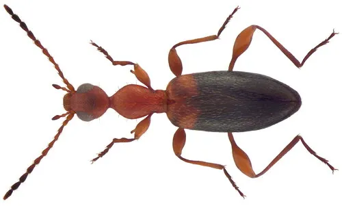 Antlike Flower Beetles - photo 2
