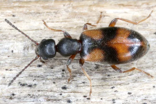 Anthicus antherinus