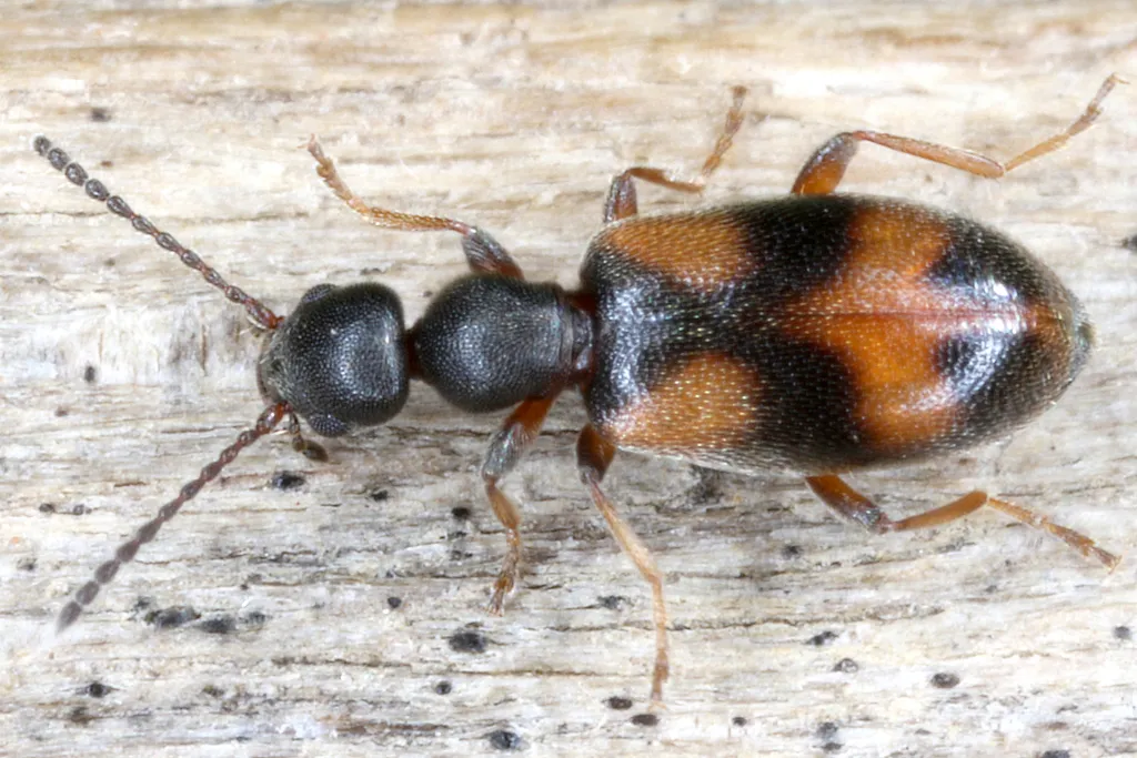 Anthicus antherinus - photo 2