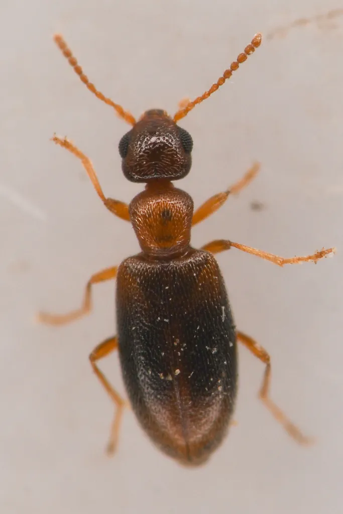 Anthicus bellulus - photo 2