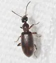 Anthicus biguttulus