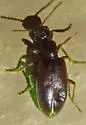 Anthicus biguttulus - photo 2