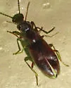 Anthicus biguttulus - photo 3