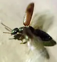 Anthicus biguttulus - photo 4