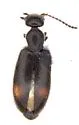 Anthicus biguttulus - photo 5