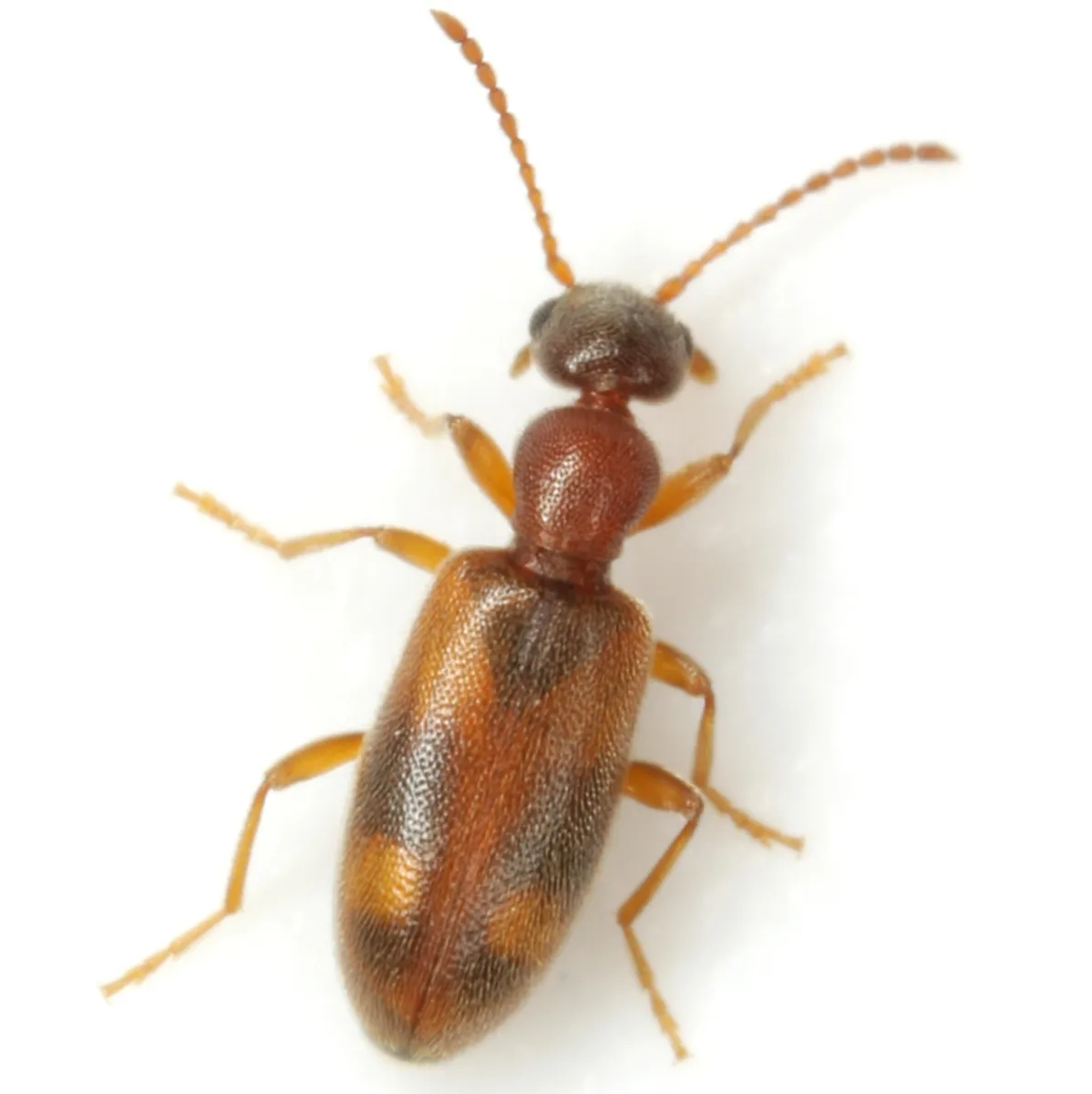 Anthicus cervinus