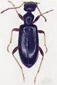 Anthicus coracinus