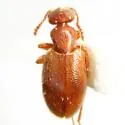 Anthicus dilaticollis