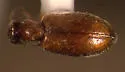 Anthicus dilaticollis - photo 2