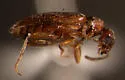 Anthicus dilaticollis - photo 3