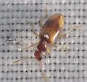 Anthicus ephippium
