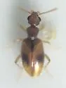 Anthicus ephippium - photo 2