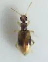 Anthicus ephippium - photo 3