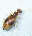 Anthicus ephippium - photo 5