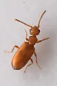 Anthicus falli - photo 2