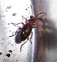 Anthicus flavicans - Anthicus flavicans