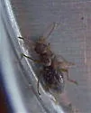 Anthicus flavicans - photo 2
