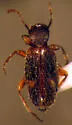 Anthicus flavicans - photo 3