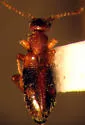 Anthicus flavicans - photo 4