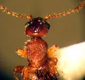 Anthicus flavicans - photo 5