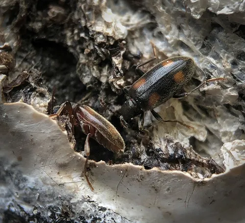 Anthicus haldemani