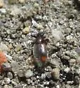 Anthicus hastatus - photo 2