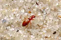 Anthicus ictericus - photo 2