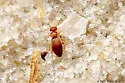 Anthicus ictericus - photo 3