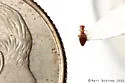 Anthicus ictericus - photo 4