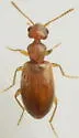 Anthicus lutulentus - photo 2