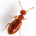 Anthicus lutulentus - photo 3