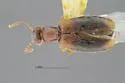 Anthicus lutulentus - photo 4