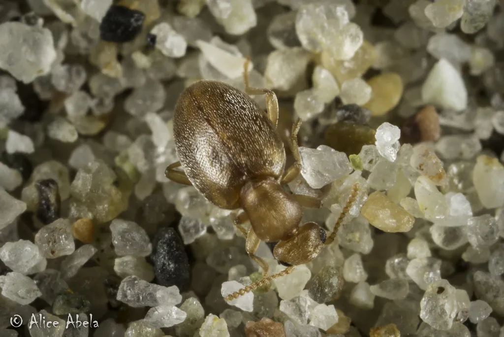 Anthicus maritimus - photo 2