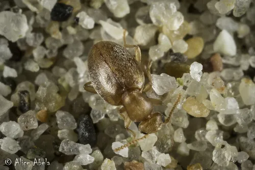 Anthicus maritimus - photo 3