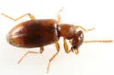 Anthicus melancholicus - photo 2