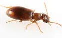 Anthicus melancholicus - photo 3