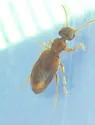 Anthicus melancholicus - photo 4