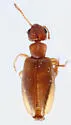 Anthicus nanus - photo 2
