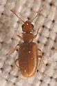 Anthicus nanus - photo 3