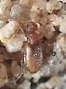 Anthicus nanus - photo 4
