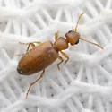 Anthicus nanus - photo 5
