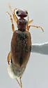 Anthicus praeceps - Anthicus praeceps