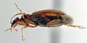 Anthicus praeceps - photo 2